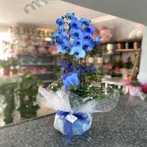  Burdur Çiçekçiler - Orkideler