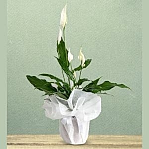  Burdur Çiçek Gönder - Saksı Çiçekleri