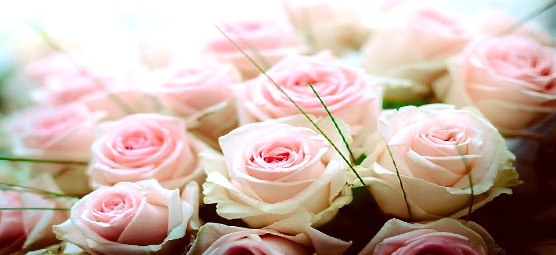 Burdur Da Çiçekçiniz