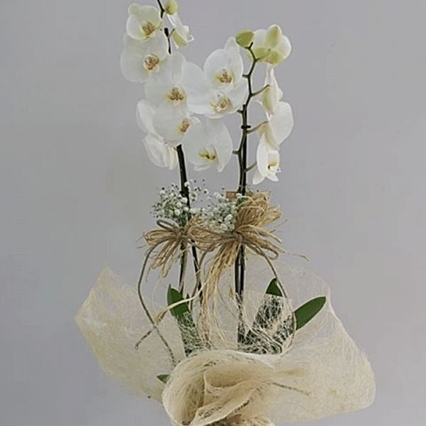  Burdur Çiçek Gönder - BEYAZ ORKİDE