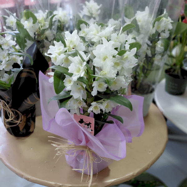  Burdur Çiçek - Dentrobium Orkide