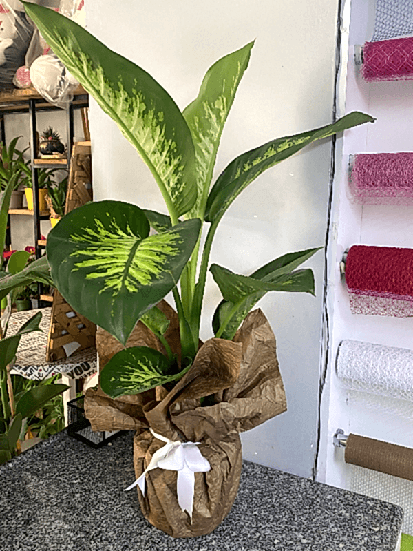  Burdur Çiçek Siparişi - Difenbahya çiçeği  (Dieffenbachia Tropik Snow)