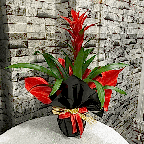  Burdur Çiçekçiler - GUZMANYA 