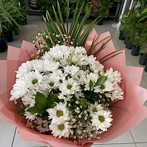  Burdur Çiçek - BEYAZ PAPATYA 