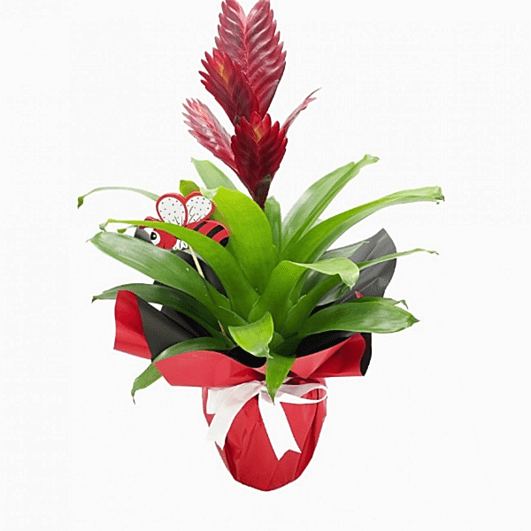  Burdur Çiçekçiler - VİRESİA (ALEVKILICI ÇİÇEĞİ)