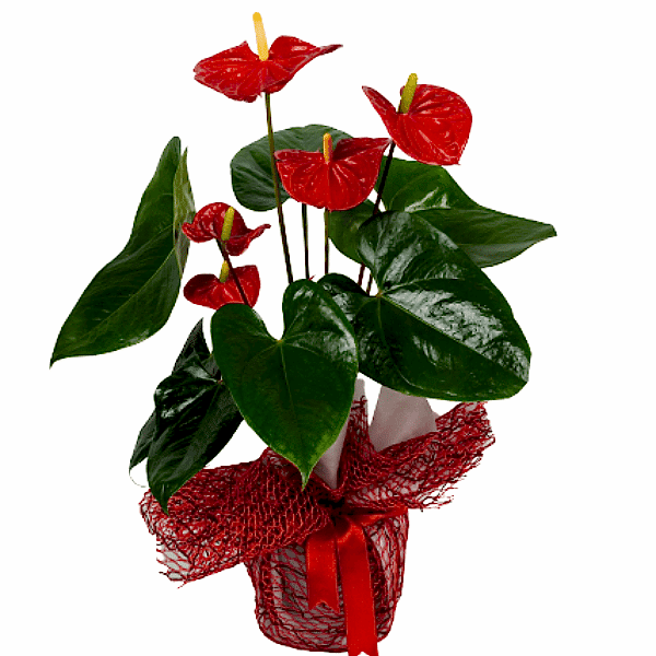  Burdur Çiçek Siparişi - Küçük Anthorium Bitkisi