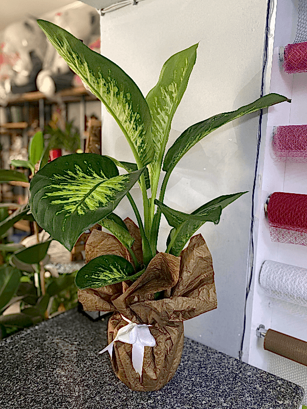  Burdur Çiçekçiler - Difenbahya çiçeği  (Dieffenbachia Tropik Snow)