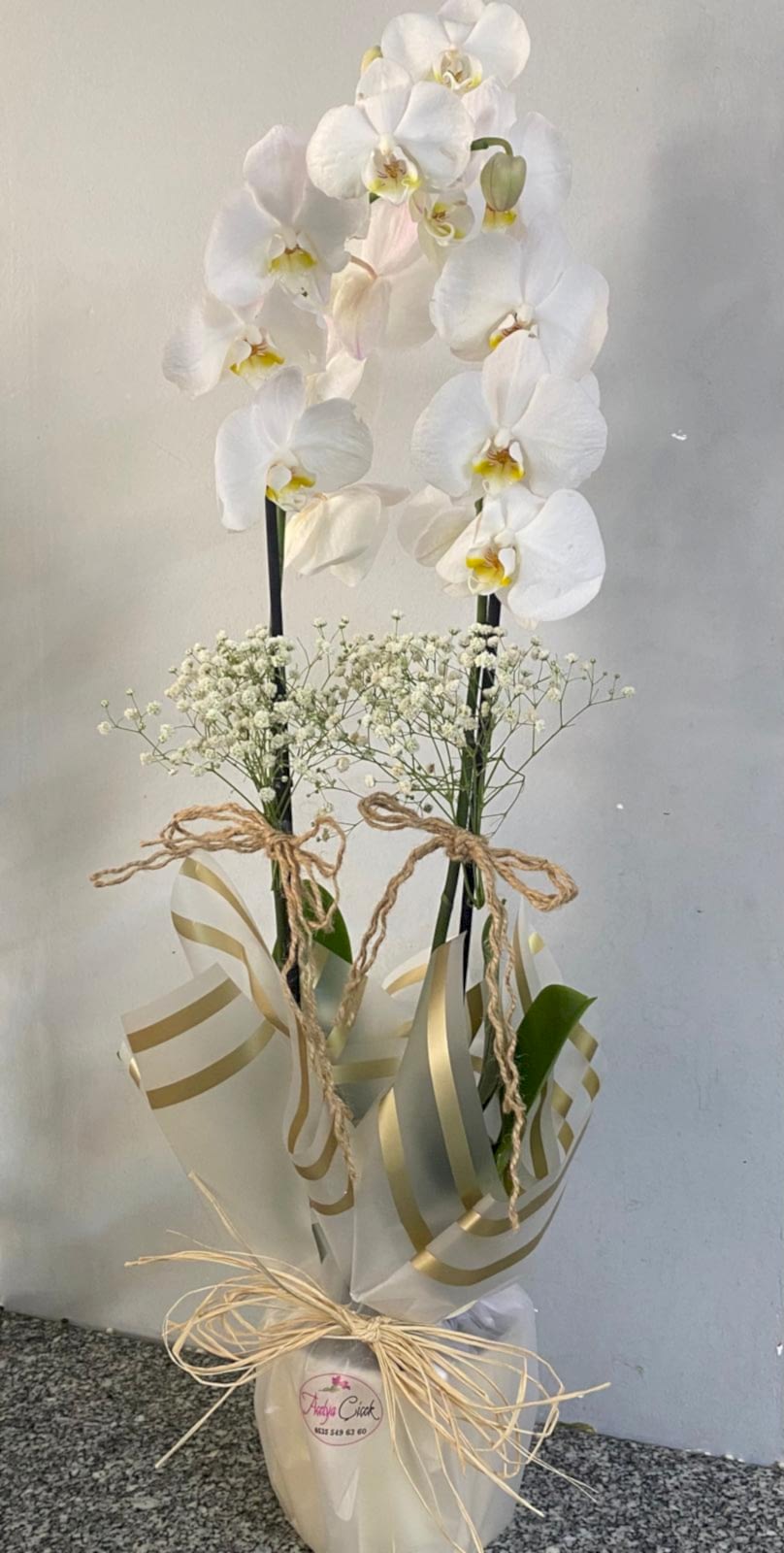  Burdur Çiçek - ORKİDE