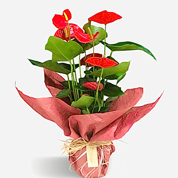  Burdur Çiçek Gönder - ANTORYUM