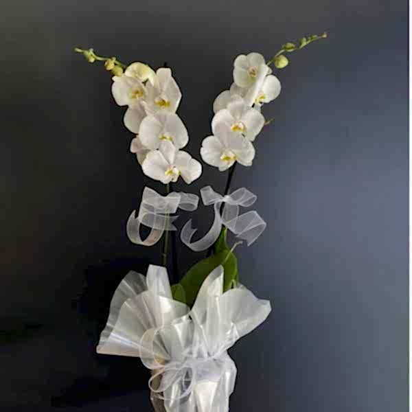  Burdur Çiçek - çift dal beyaz orkide