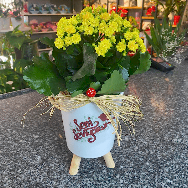 Burdur Çiçekçi - KALANŞO