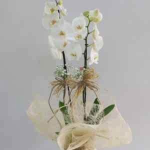  Burdur Çiçek Gönder - BEYAZ ORKİDE