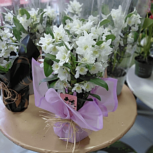  Burdur Çiçek - Dentrobium Orkide