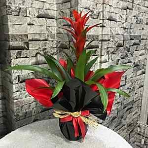  Burdur Çiçekçiler - GUZMANYA 