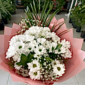  Burdur Çiçek - BEYAZ PAPATYA 