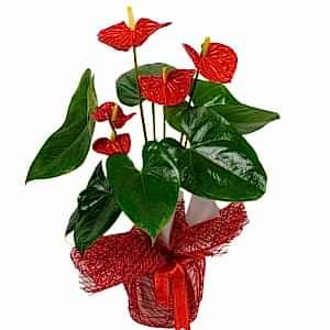  Burdur Çiçek Siparişi - Küçük Anthorium Bitkisi