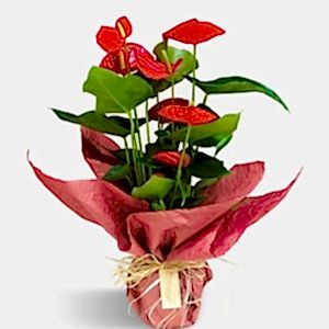  Burdur Çiçek Gönder - ANTORYUM