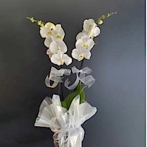  Burdur Çiçek Siparişi - MOR ORKİDE