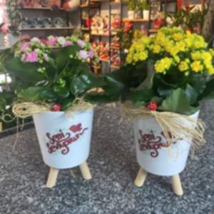 Burdur Çiçekçi - KALANŞO