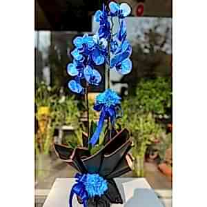  Burdur Çiçek Siparişi - MAVİ ORKİDE