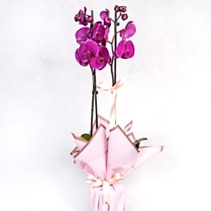  Burdur Çiçek Siparişi - MOR ORKİDE